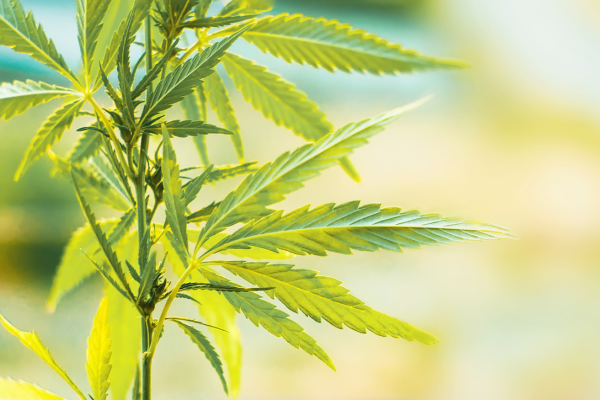 5 Misconceptions about CBD