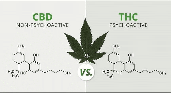 What Is The Difference Between CBD & THC and How I Used Them To Fire Big Pharma.