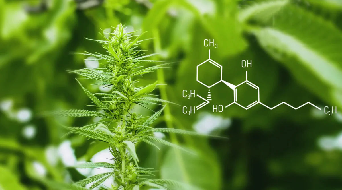 Exploring the Benefits of CBD and CBN for Natural Wellness